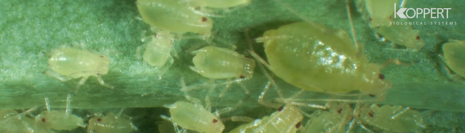 Koppert biological systems - Myzus persicae