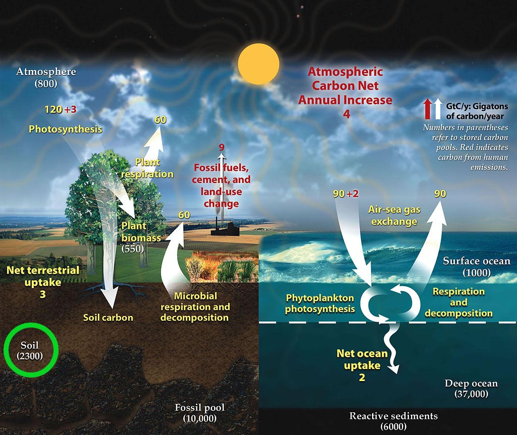 Carbon cycle suolo